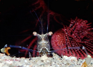 Tiny Commensal shrimp Cuapetes tenuipes,
Taken at Zamboa... by Marylin Batt 